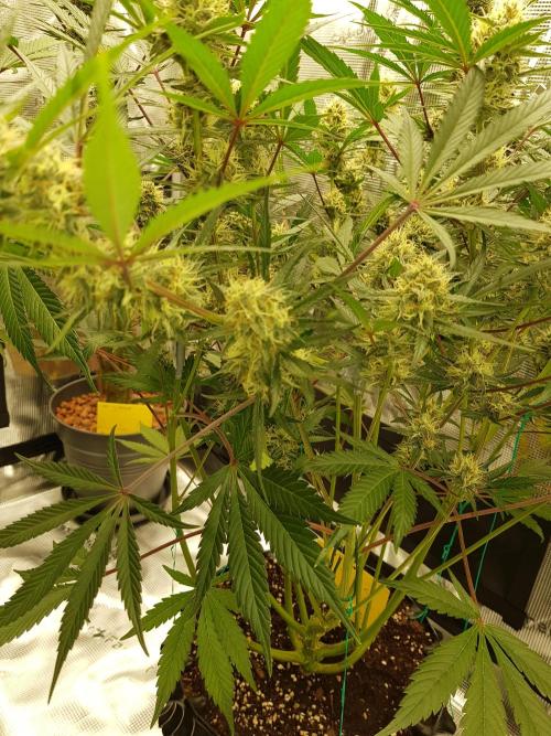 G Thumper Auto. Week 10 - Beginn Woche 10 Tag 65