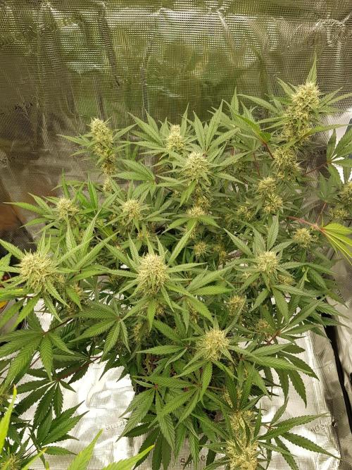 G Thumper Auto. Week 10 - Beginn Woche 10 Tag 65