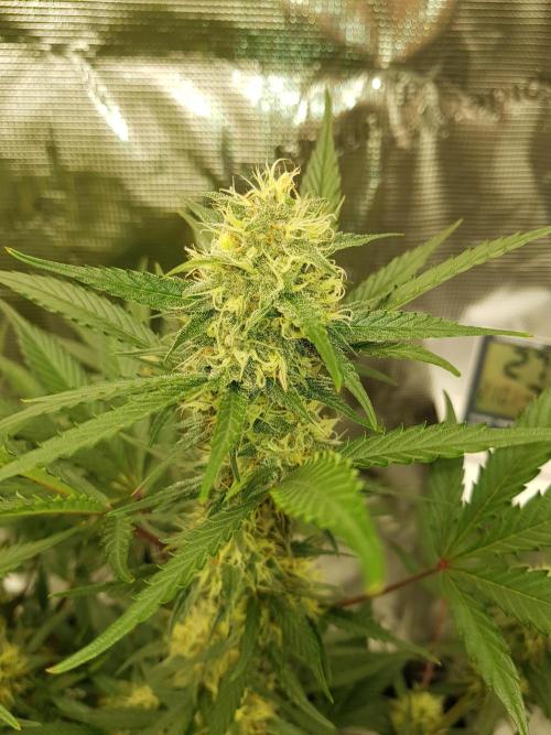 G Thumper Auto. Week 10 - Beginn Woche 10 Tag 65