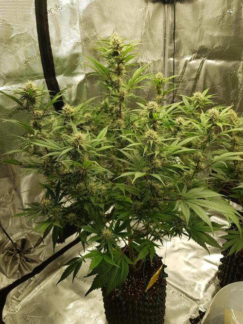 G Breath Auto. Week 10 - Beginn Woche 10 Tag 65