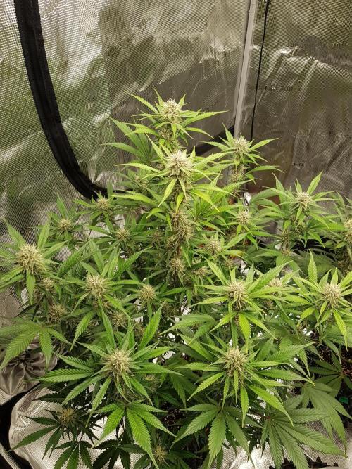 G Breath Auto. Week 10 - Beginn Woche 10 Tag 65