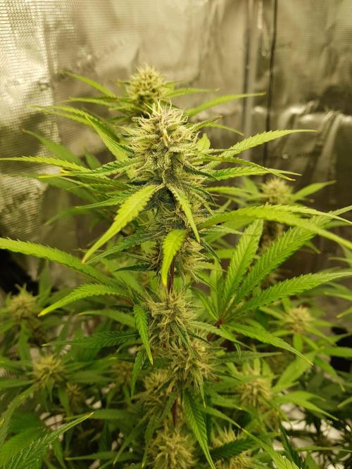 G Breath Auto. Week 10 - Beginn Woche 10 Tag 65