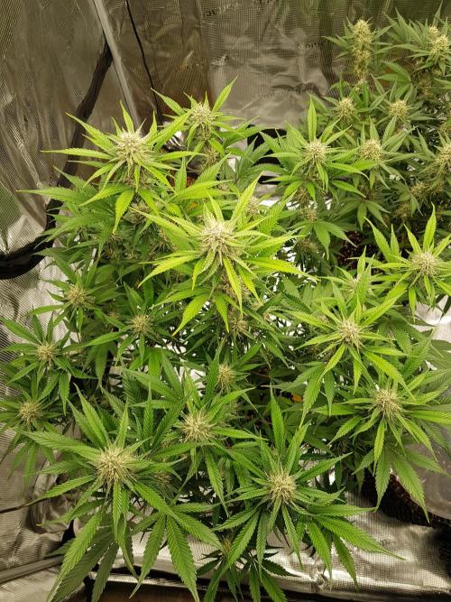 G Breath Auto. Week 10 - Beginn Woche 10 Tag 65