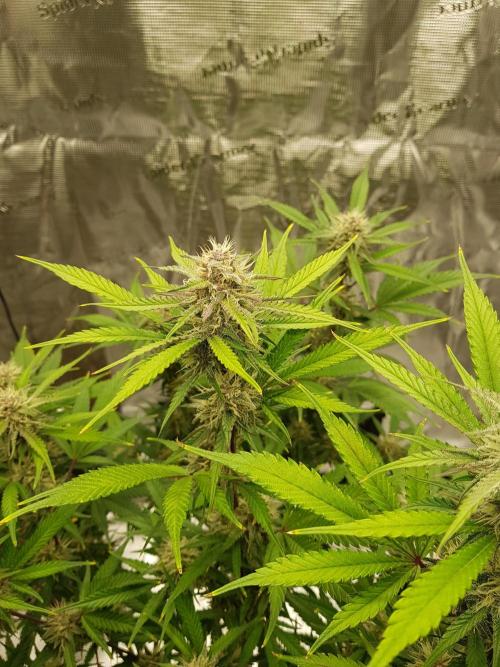 G Breath Auto. Week 10 - Ende Woche 10 Tag 69