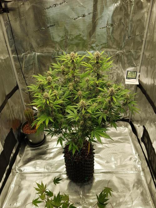 G Breath Auto. Week 10 - Ende Woche 10 Tag 70