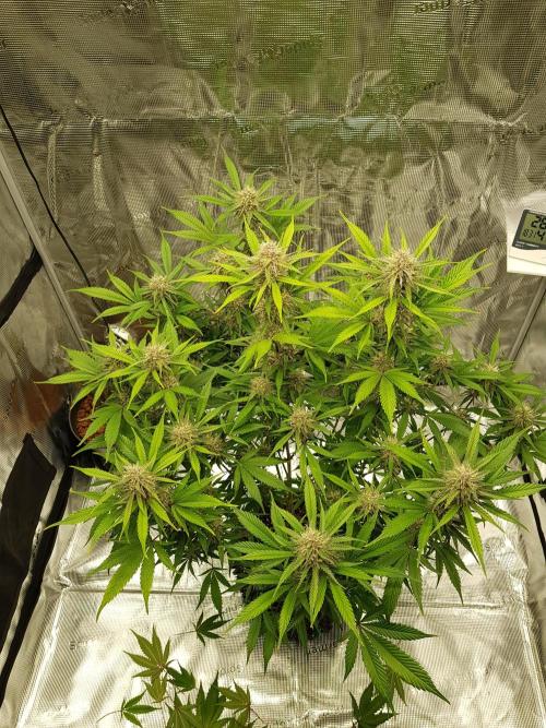 G Breath Auto. Week 10 - Ende Woche 10 Tag 70