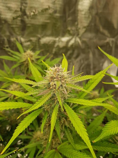 G Breath Auto. Week 10 - Ende Woche 10 Tag 70