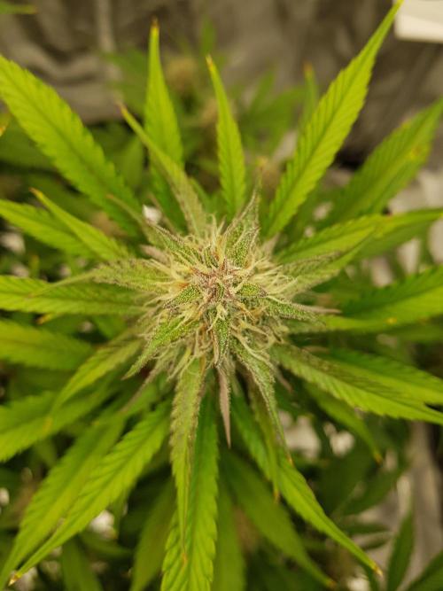 G Breath Auto. Week 10 - Ende Woche 10 Tag 70