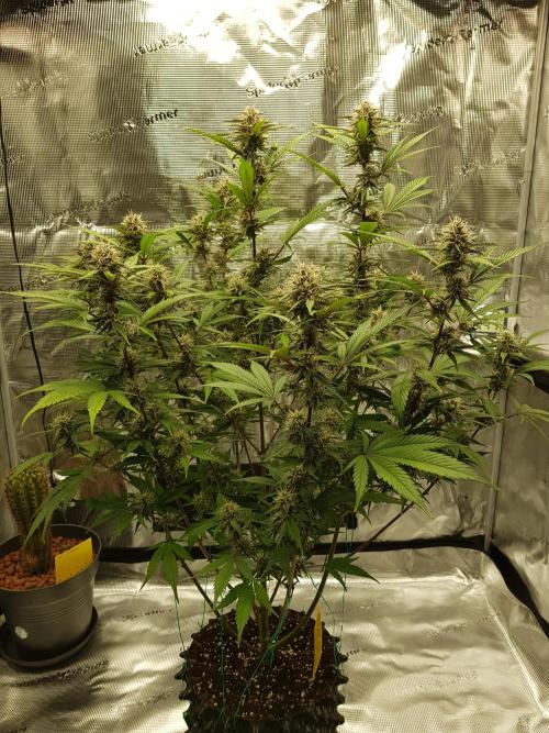 G Breath Auto. Week 10 - Ende Woche 10 Tag 70