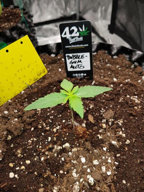 BubbleGum Auto. Week 2 - Woche 2 Tag 10 