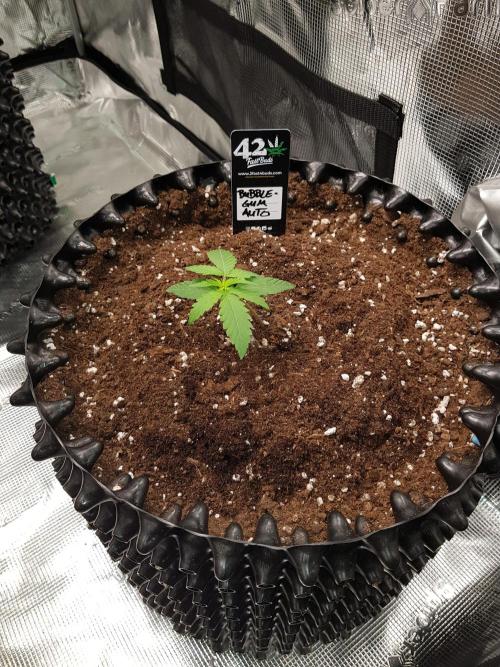 BubbleGum Auto. Week 2 - Woche 2 Tag 13 Ich mache einen kleinen Graben am Topf Rand