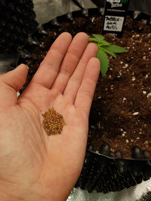 BubbleGum Auto. Week 2 - Woche 2 Tag 13 Samen vom Persischen Klee