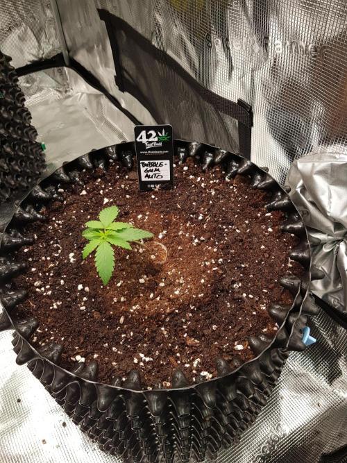 BubbleGum Auto. Week 2 - Woche 2 Tag 13 Nur am Rand gegossen