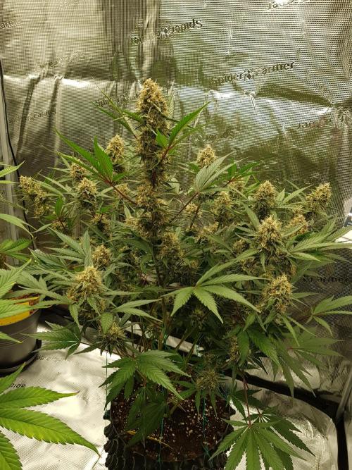 G Thumper Auto. Week 11 - Beginn Woche 11 Tag 71