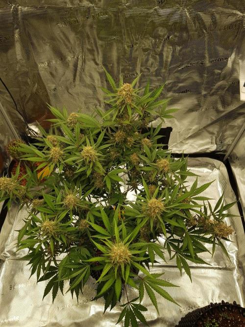 G Thumper Auto. Week 11 - Mitte Woche 11 Tag 74