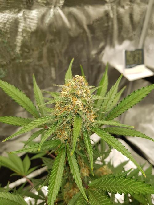 G Thumper Auto. Week 11 - Mitte Woche 11 Tag 74