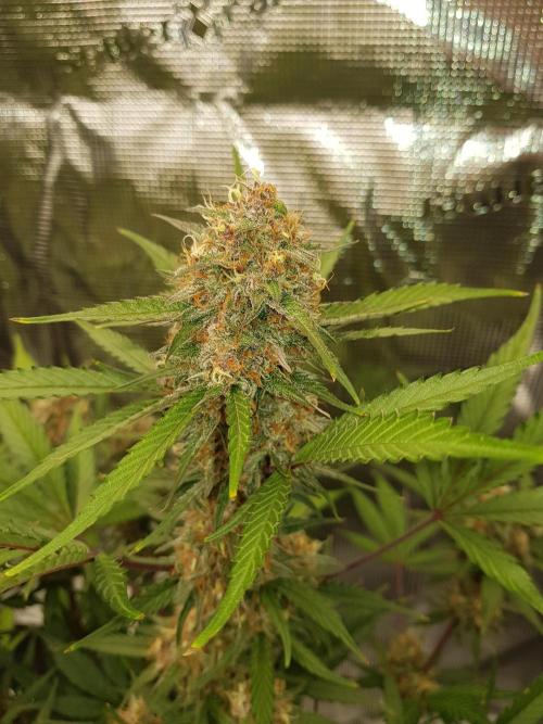 G Thumper Auto. Week 11 - Ende Woche 11 Tag 77