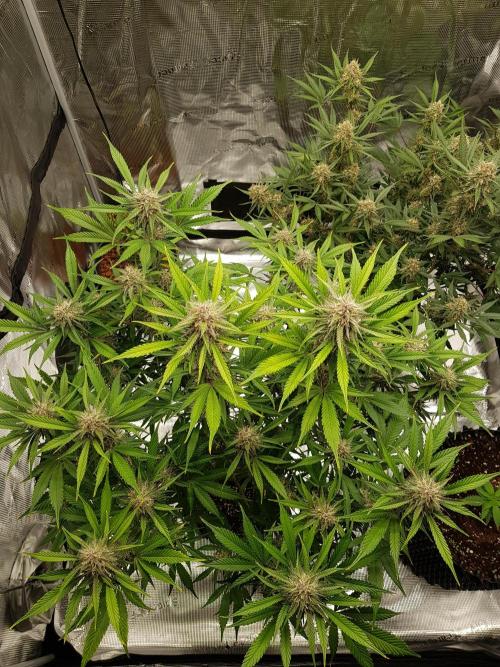 G Breath Auto. Week 11 - Beginn Woche 11 Tag 71 