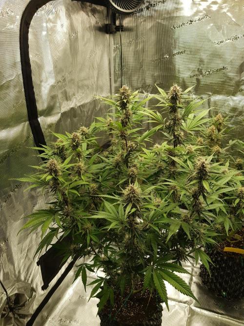 G Breath Auto. Week 11 - Beginn Woche 11 Tag 71