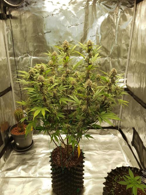 G Breath Auto. Week 11 - Mitte Woche 11 Tag 73