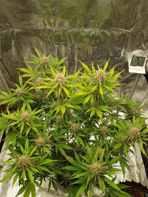 G Breath Auto. Week 11 - Mitte Woche 11 Tag 73