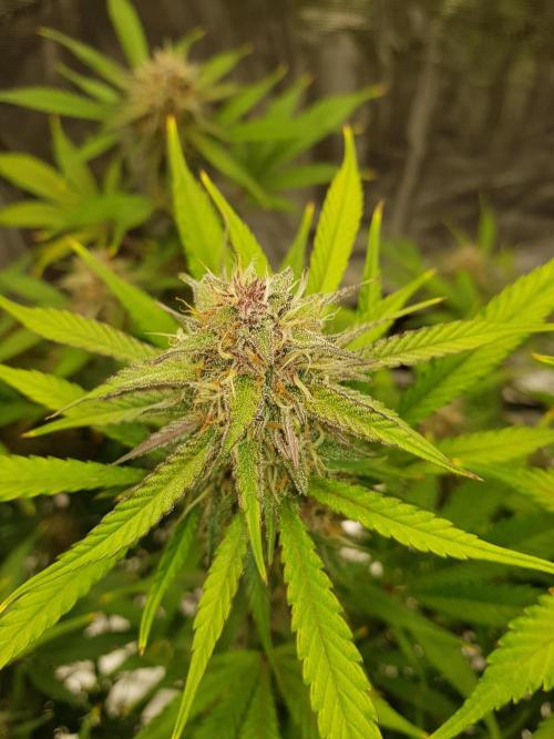 G Breath Auto. Week 11 - Mitte Woche 11 Tag 73