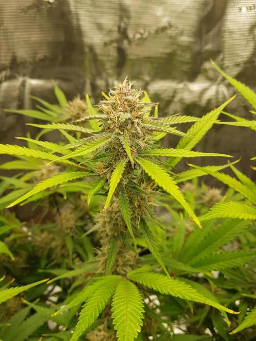 G Breath Auto. Week 11 - Mitte Woche 11 Tag 73