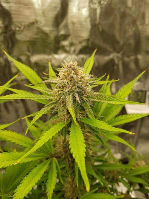 G Breath Auto. Week 11 - Mitte Woche 11 Tag 73
