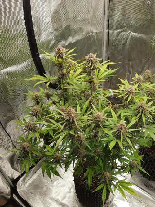 G Breath Auto. Week 11 - Ende Woche 11 Tag 77