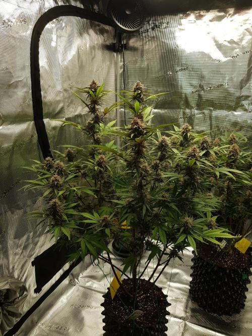 G Breath Auto. Week 11 - Ende Woche 11 Tag 77