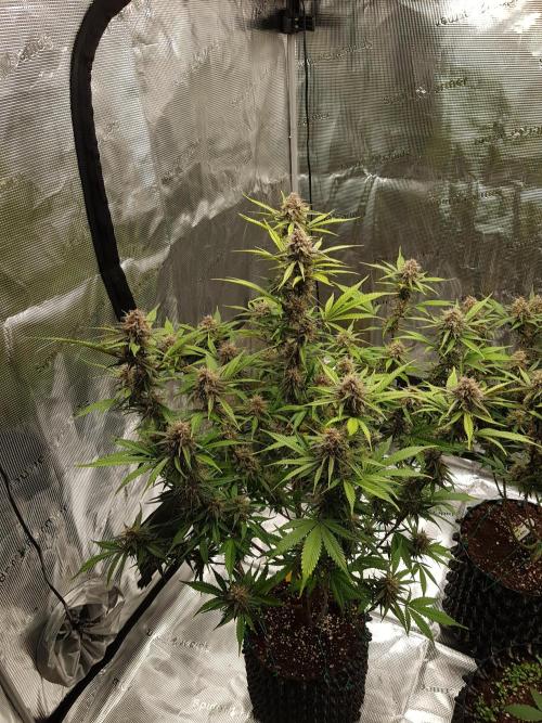 G Breath Auto. Week 11 - Ende Woche 11 Tag 77 Letzte Entlaubung