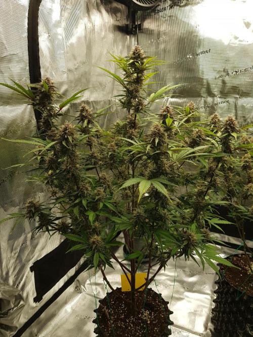 G Breath Auto. Week 11 - Ende Woche 11 Tag 77 Letzte Entlaubung