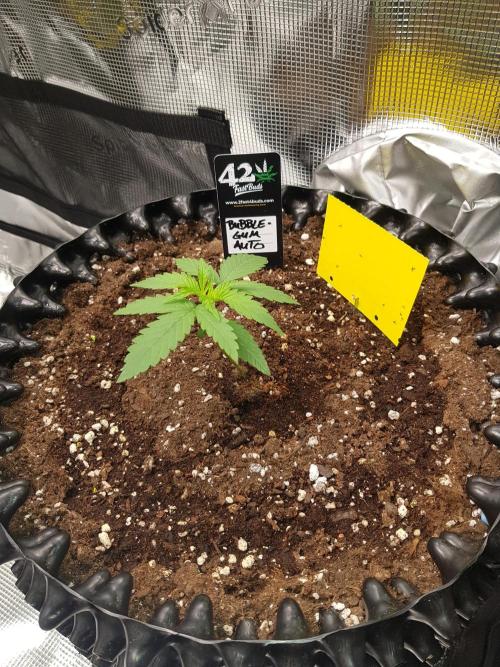BubbleGum Auto. Week 3 - Woche 3 Tag 15