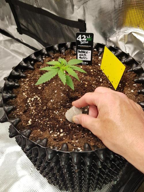 BubbleGum Auto. Week 3 - Woche 3 Tag 15 -Hier gibt es einen weiteren Bio Tab dazu