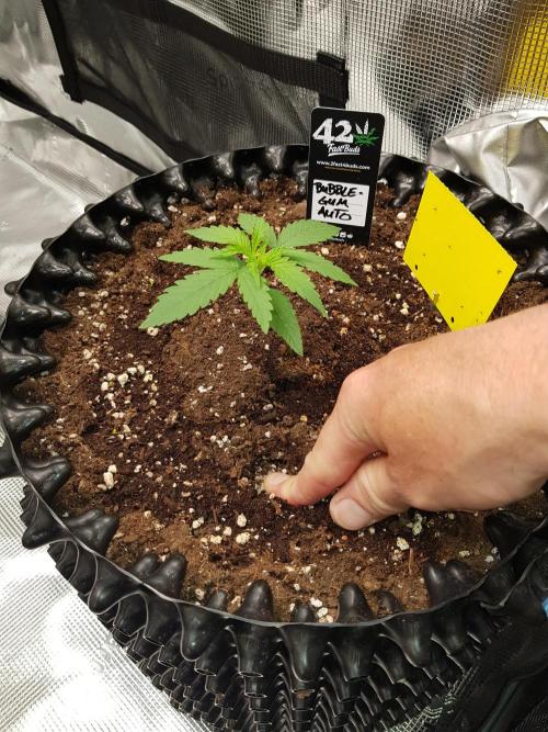 BubbleGum Auto. Week 3 - Woche 3 Tag 15 - Tiefer!