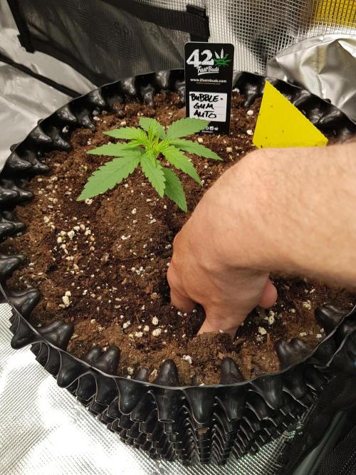 BubbleGum Auto. Week 3 - Woche 3 Tag 15 - NOCH TIEFER!!!