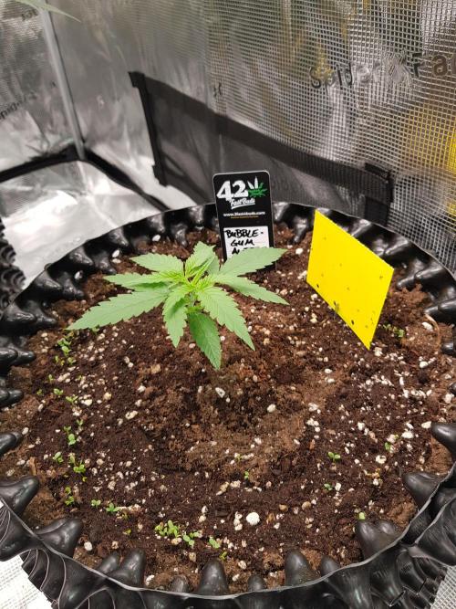 BubbleGum Auto. Week 3 - Woche 3 Tag 16