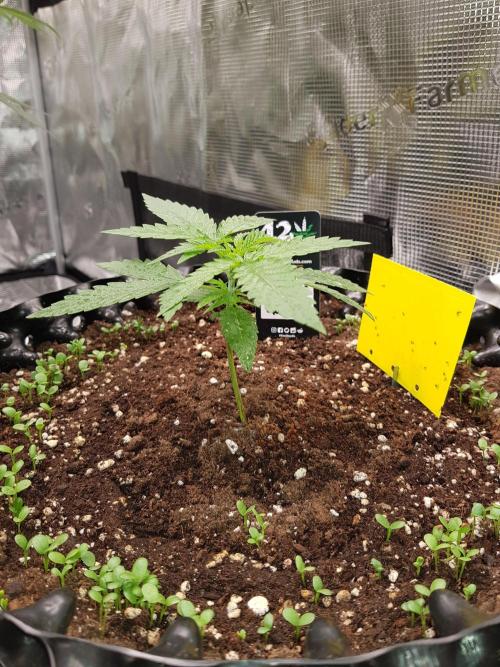 BubbleGum Auto. Week 3 - Woche 3 Tag 18