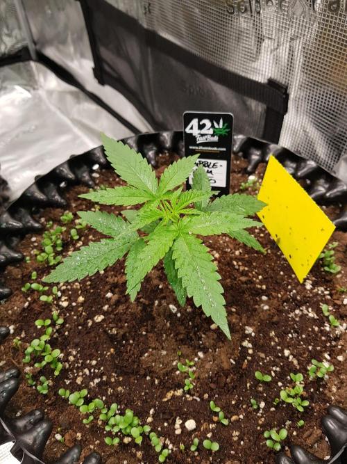 BubbleGum Auto. Week 3 - Woche 3 Tag 18