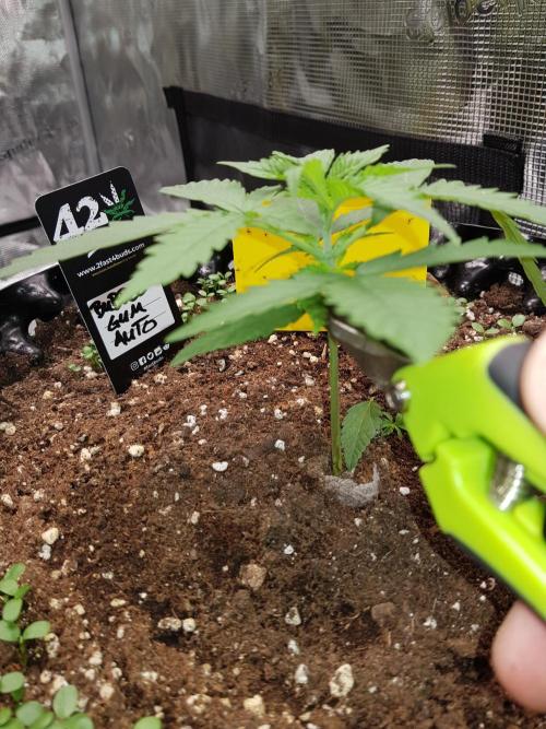 BubbleGum Auto. Week 3 - Woche 3 Tag 19 - Ich schneide die untersten 2 Triebe ab