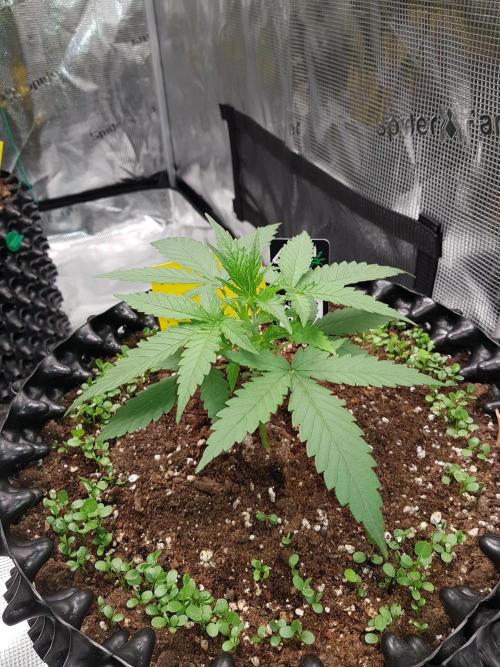 BubbleGum Auto. Week 4 - Woche 4 Tag 22