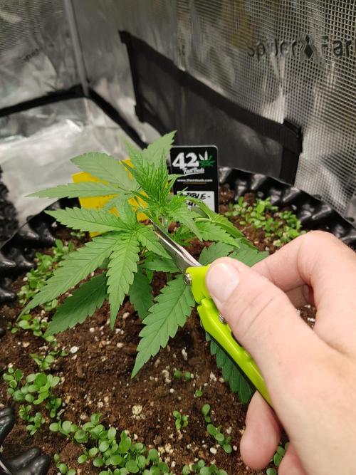 BubbleGum Auto. Week 4 - Woche 4 Tag 22 Ich kappe die obersten 2 Sonnensegel