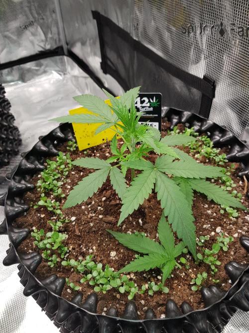 BubbleGum Auto. Week 4 - Woche 4 Tag 22