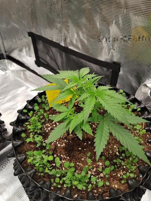 BubbleGum Auto. Week 4 - Woche 4 Tag 24