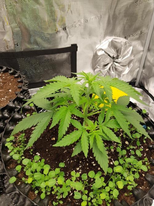 BubbleGum Auto. Week 4 - Woche 4 Tag 25