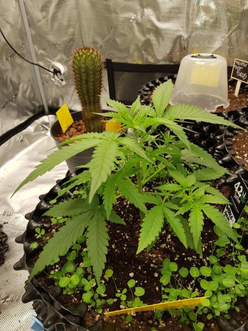 BubbleGum Auto. Week 4 - Woche 4 Tag 26