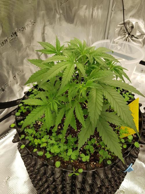 BubbleGum Auto. Week 4 - Woche 5 Tag 29 Ich drücke 2 Sonnensegel unter die unteren Triebe