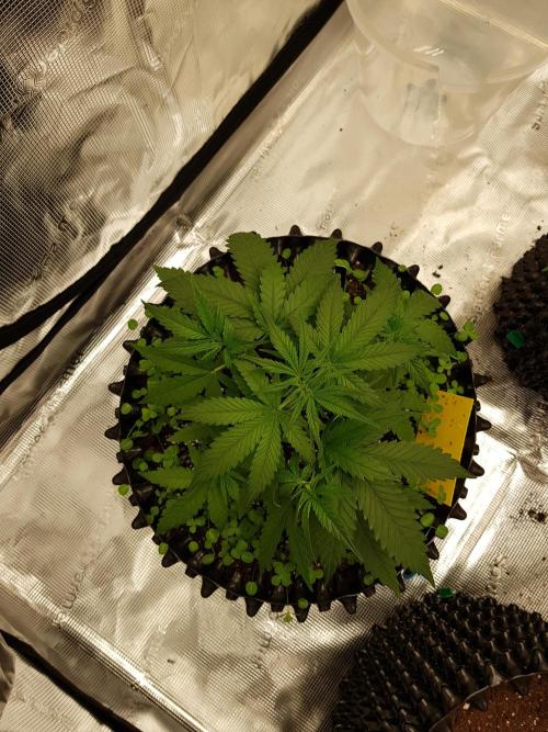 BubbleGum Auto. Week 4 - Woche 5 Tag 29