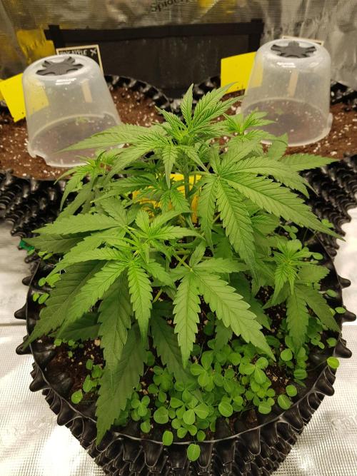 BubbleGum Auto. Week 4 - Woche 5 Tag 29