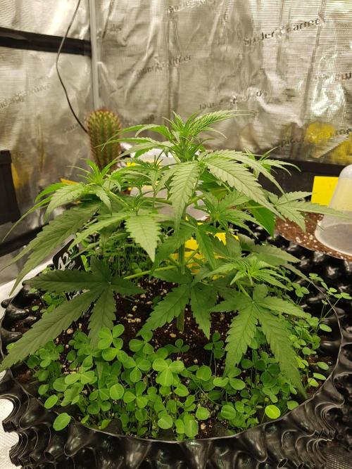 BubbleGum Auto. Week 4